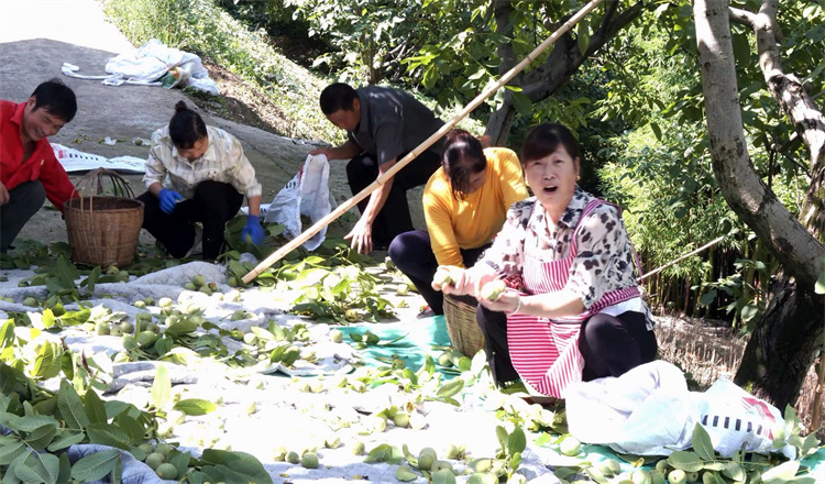 豐收的喜悅洋溢在每個(gè)人的臉上。冉金鷺供圖