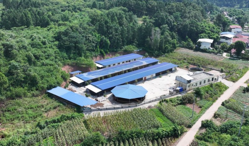 農(nóng)場航拍圖。姚陽攝