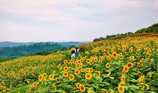 油葵。曾莉供圖