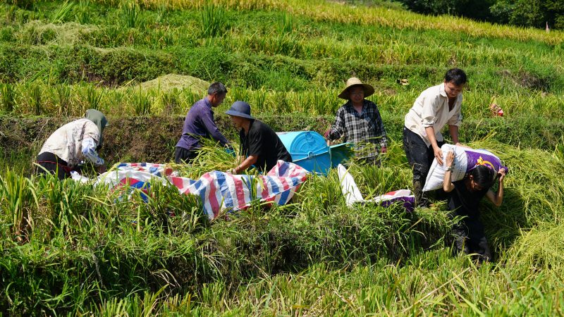 村民們收水稻。筠連縣融媒體中心供圖