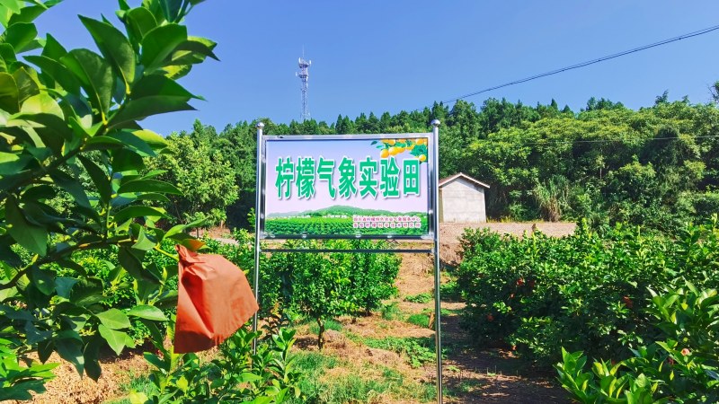 檸檬氣象試驗(yàn)田標(biāo)牌。陳維攝