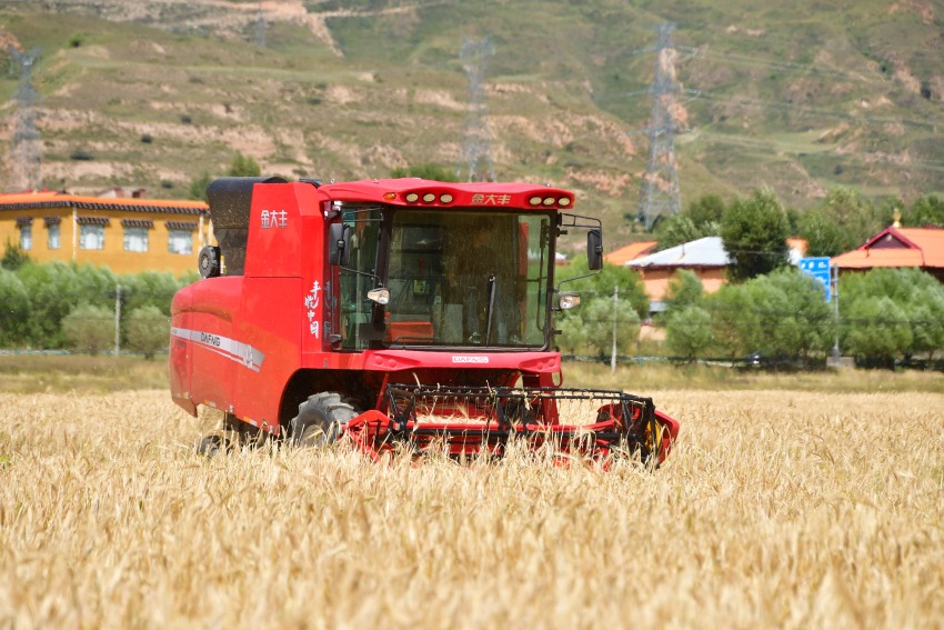 聯(lián)合收割機(jī)正在收割青稞。湯啟陽攝