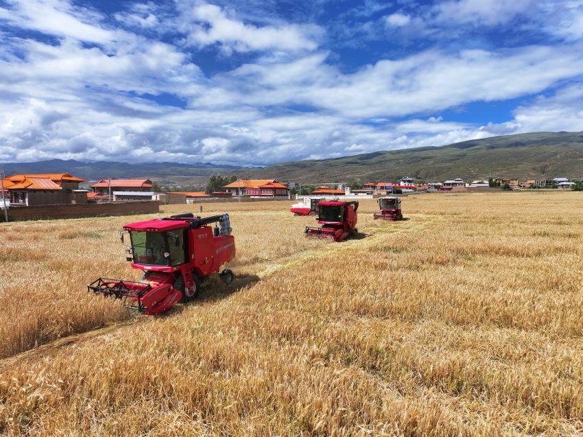 聯(lián)合收割機(jī)正在收割青稞。湯啟陽(yáng)攝