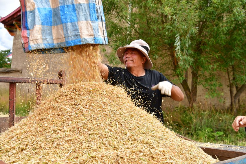 青稞豐收村民笑開顏。湯啟陽攝