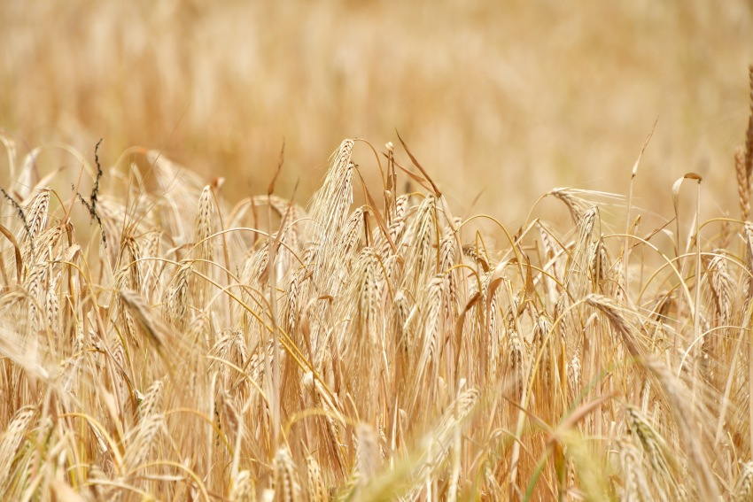 四川省甘孜縣成熟的青稞。湯啟陽攝