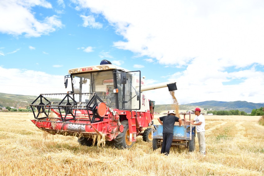正在將收割的青稞裝上拖拉機(jī)。湯啟陽(yáng)攝