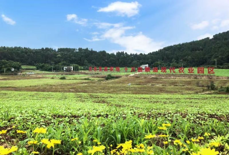 沱東生態(tài)農(nóng)場十萬畝糧油現(xiàn)代農(nóng)業(yè)園區(qū)。簡陽融媒體中心供圖