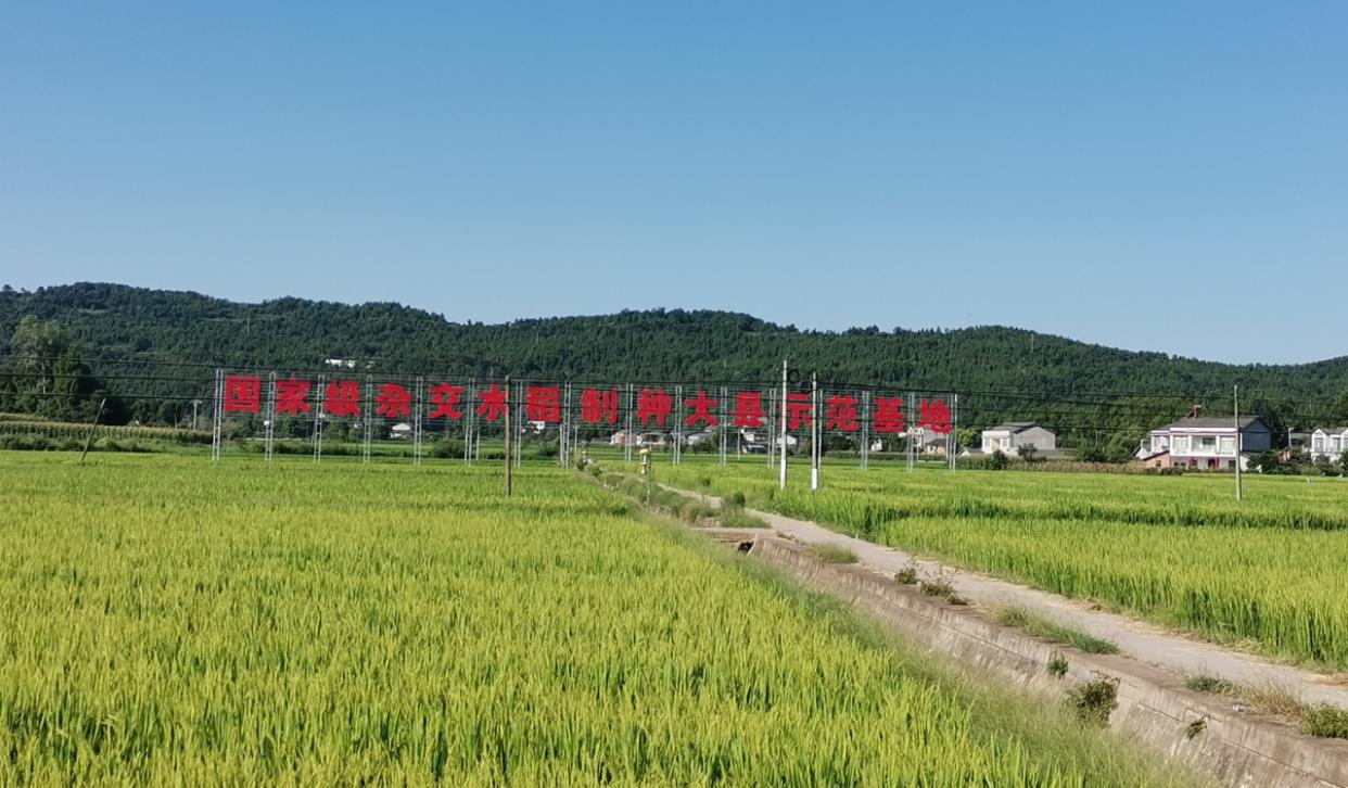 梓潼縣國(guó)家級(jí)雜交水稻制種大縣示范基地黎雅片區(qū)建設(shè)項(xiàng)目。農(nóng)發(fā)行綿陽(yáng)市分行供圖.