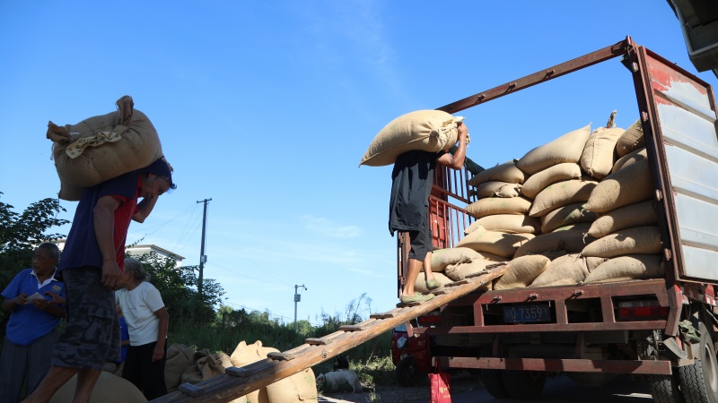 高粱收購現(xiàn)場。合江融媒供圖