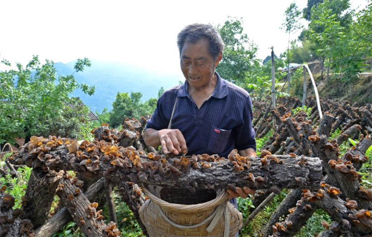 種植木耳。羅金梅供圖