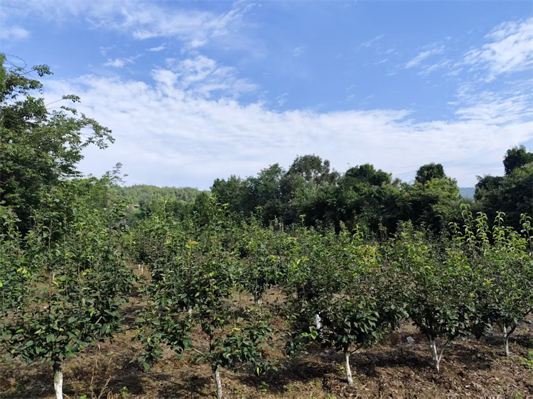 梨園。汪修橋供圖