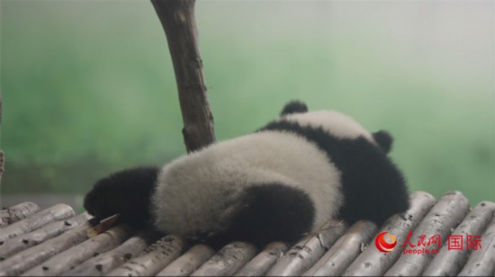 成都大熊貓繁育研究基地的熊貓。人民網(wǎng)記者 張榮攝